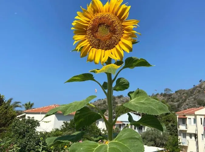 On 2* 올루데니스